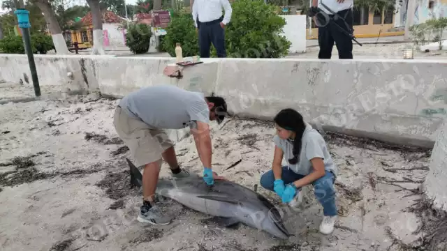 Biólogos de la UNACAR tomaron muestras para investigar las causas del fallecimiento.