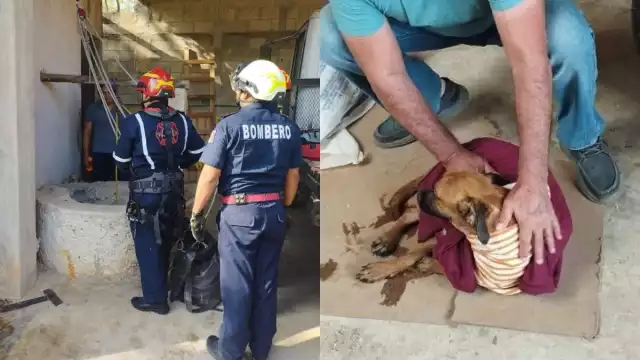 El perrito no sufrió lesiones durante el percance