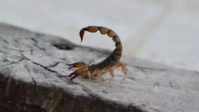 Ante la indignación pública por lo ocurrido, el gobernador de Sonora, Alfonso Durazo, anunció la apertura de una investigación