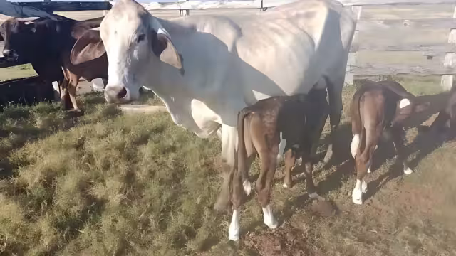 SENASICA confirmó la presencia del gusano barrenador en ganado tras un resultado positivo en una muestra tomada a un becerro