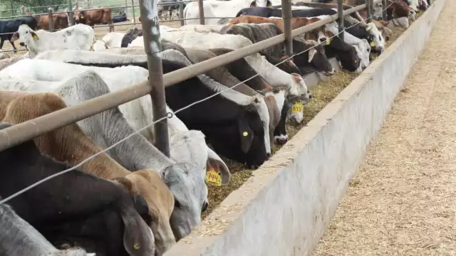 El ganado proviene de tres unidades de producción en Chihuahua y fue sometido previamente a un tratamiento antiparasitario