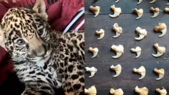 Los comerciantes de jaguares operan con impunidad en distintas plataformas digitales, principalmente en Facebook