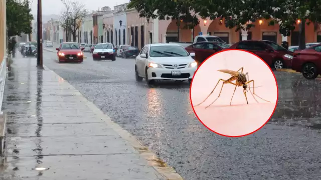 El dengue es endémico en Campeche y aumentan los contagios con la llegada de las lluvias, alertó la SSA.