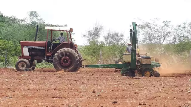 Productores de Hopelchén aprovechan los nutrientes del terreno tras cosechar soya para sembrar sorgo