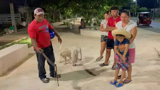 En riesgo menores en Hopelchén: Hallan otra serpiente en parque infantil recién inaugurado