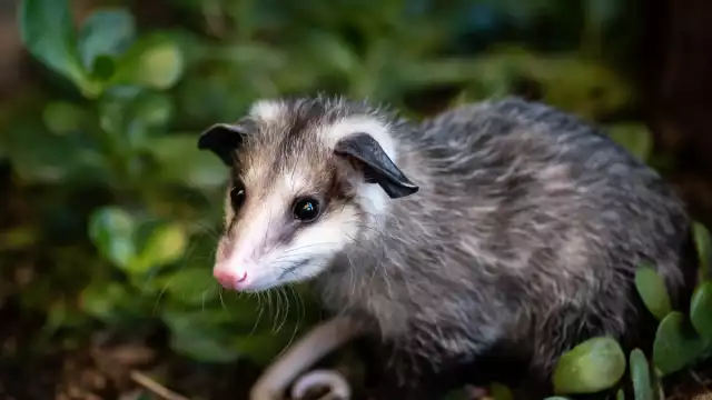 Gracias al tlacuache, hoy hay antídotos contra serpientes en Campeche