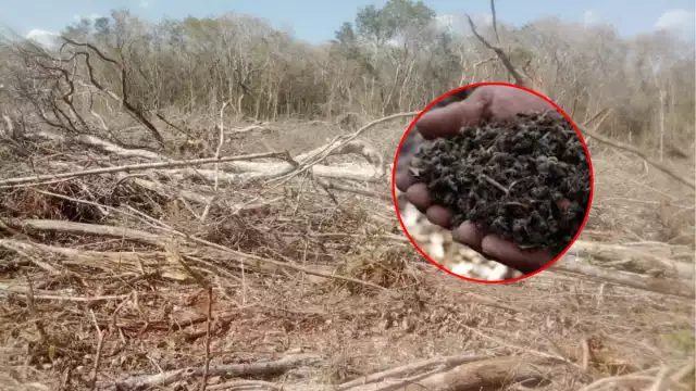 La aplicación de agroquímicos y la desforestación agresiva afectan la producción de miel en Los Chenes.