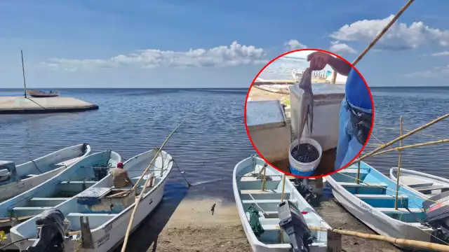 Pescadores campechanos obtuvieron solo 6 kg de pulpo por lancha, muy por debajo de lo esperado.