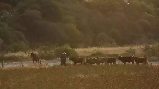 El cierre fronterizo afecta la exportación de ganado en pie, bisontes y equinos mexicanos