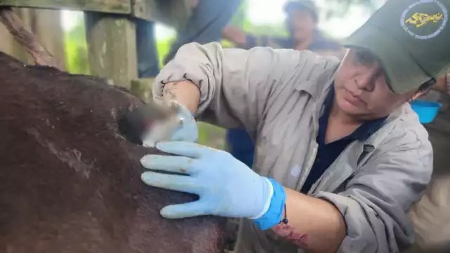 Detectan brote de gusano barrenador en Bacalar; autoridades llaman a la prevención