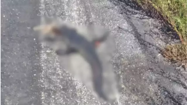 Especie protegida es arrollada en carretera Campeche–Carmen; conductores alertan sobre el incidente