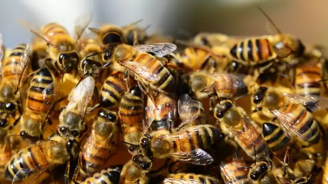 Los dueños de las abejas no dieron la cara ante el hecho
