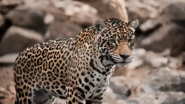 Cámaras revelan jaguares en Campeche: el ejido donde selva y comunidad se protegen mutuamente