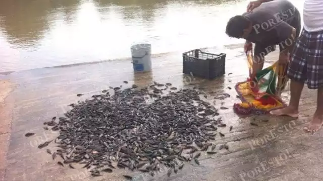 Topota y pejelagarto alegran la economía local tras la creciente del Palizada