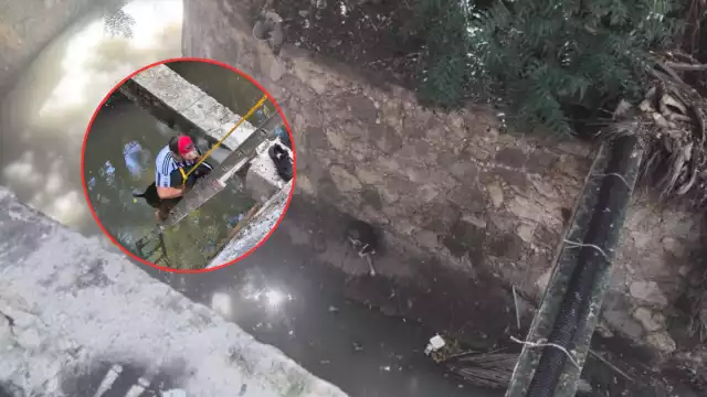 Emotivo rescate en Campeche: “Mufasa” sobrevive a caída en una zanja