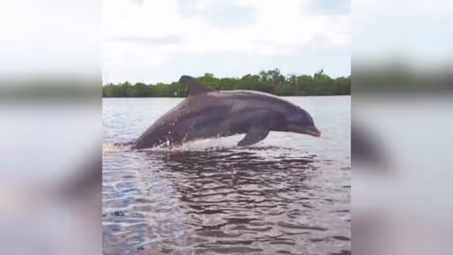 Los pescadores han avistado al ya famoso ejemplar