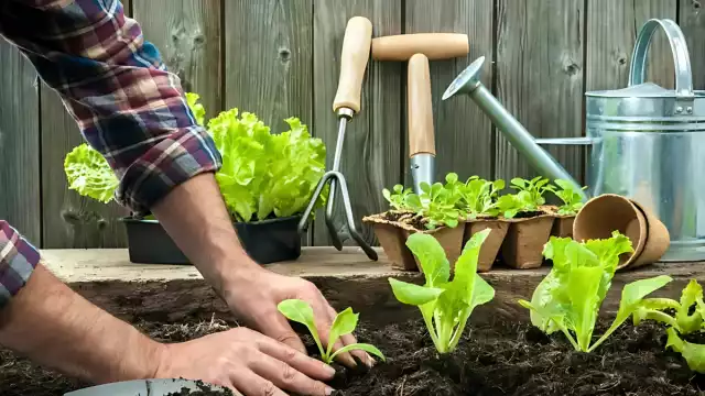 Conecta con la naturaleza y ahorra en casa