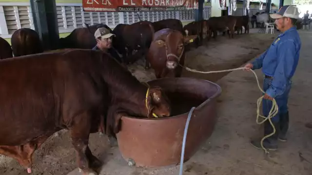 De acuerdo con el Consejo Nacional Agropecuario, el cierre ha ocasionado la interrupción del envío de al menos 650 mil cabezas de ganado a EU