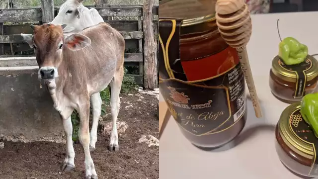 El Gobierno estatal impulsa proyectos para fortalecer dos pilares: la apicultura y la ganadería