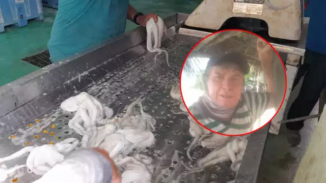 Isleños de Isla Arena denunciaron que casi no hay pulpo en el inicio de temporada.