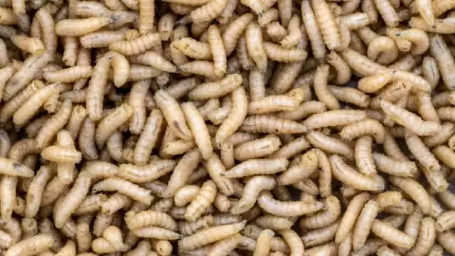 Casos de Miasis por gusano barrenador ascienden a casi 200 en Quintana Roo