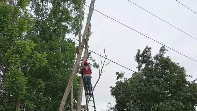 Evitan apagón en Centenario: Protección Civil tala árboles que amenazaban tendido eléctrico