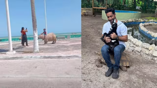 El alcalde Pablo Gutiérrez Lazarus comentó una foto de un niño sobre una escultura de capibara, diciendo: “Es un capibara, no un camello”.