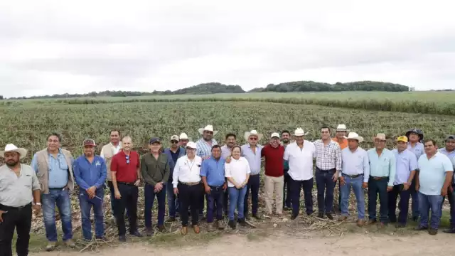 Sector cañero de Quintana Roo aún no se recupera de la crisis de la zafra 2024-2025; buscan apoyo del gobierno para iniciar nueva zafra