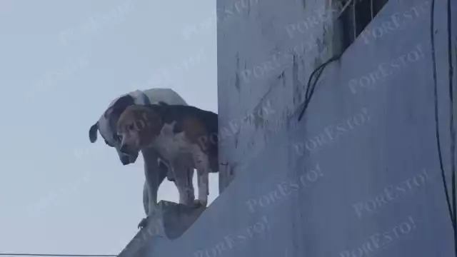 Maltrato animal: lo que debes saber para protegerlos