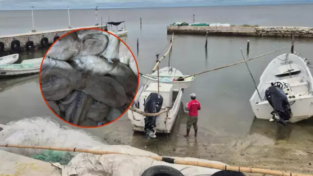 Revendedores de molusco en Champotón enfrentan una crisis económica ante la baja compra de foráneos de Monterrey y Sinaloa.