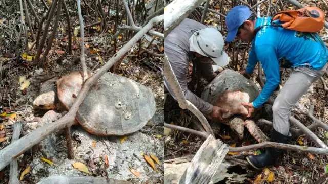 Una tortuga carey quedó atorada entre manglares al intentar anidar en una zona inadecuada.