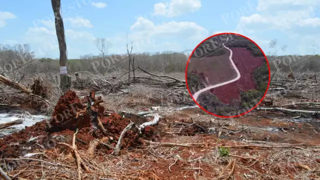 Los menonitas, por su cultura, son acusados de destruir el medio ambiente al desmontar grandes áreas de selva