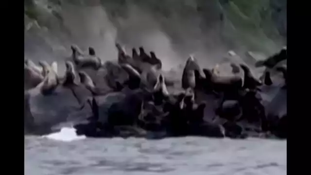 La isla Paramushir y, de manera más crítica, la ciudad de Severo-Kurilsk, sufrieron los impactos más severos