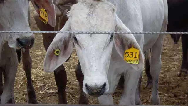 Los becerros y vaquillas exportados provienen de dos unidades de producción de Sonora