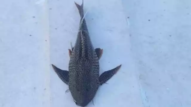 Continúa expansión de pez diablo en el sur de Quintana Roo