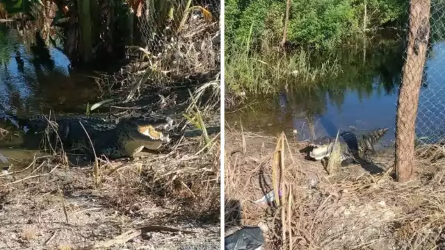 Riesgo latente: reptiles de hasta dos metros ponen en alerta a vecinos de Sihochac