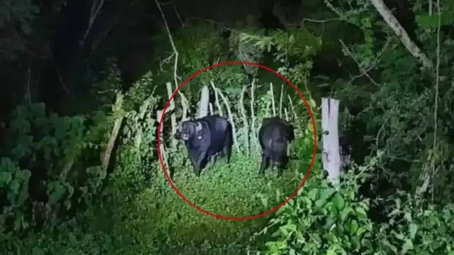 Captan un par de búfalos en una carretera de Yucatán