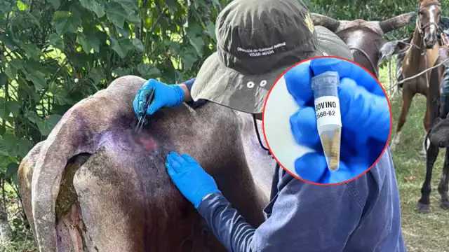 La SDA descarta capturar murciélagos hematófagos como en Yucatán.