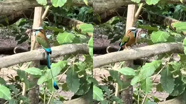 En la Península de Yucatán existen dos especies de pájaros Toh