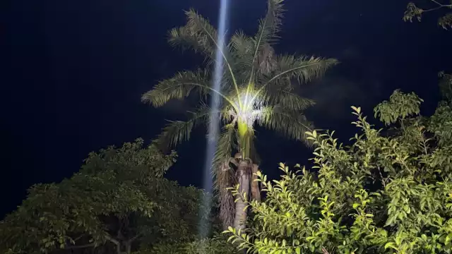 Presunto ladrón se refugia en lo alto de una palmera durante horas para evitar ser linchado y detenido en la colonia Tecolutla