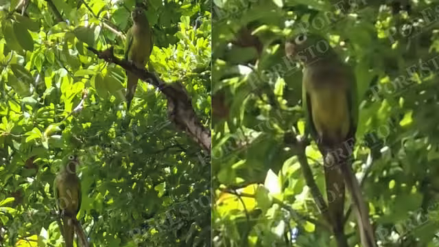 Las aves fueron vistas entre las ramas de una mata de zapote
