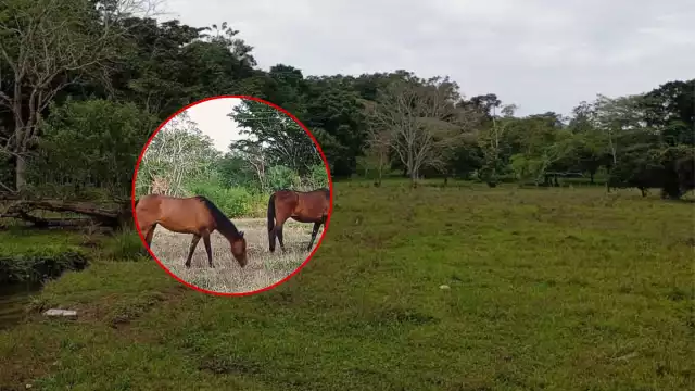 Denuncian robo de equinos en Escárcega; desaparecen cinco animales
