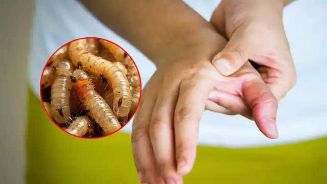 El gusano barrenador del ganado amenaza tanto la sanidad animal como la humana en Campeche.