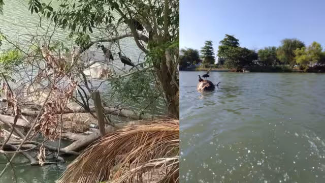 Productores arrojan animales muertos al río Palizada.