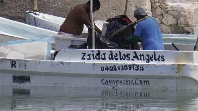Captura de pulpo maya baja a 10 kilos por embarcación en Lerma