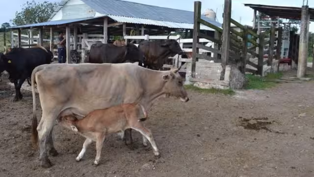 Ganaderos refuerzan seguridad ante gusano barrenador