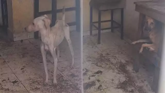 La FGE reiteró su compromiso con la protección y el bienestar animal