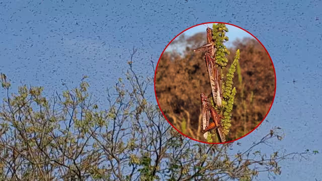 Las langostas buscan refugio en apiarios, zonas ganaderas o pueblos, complicando su erradicación
