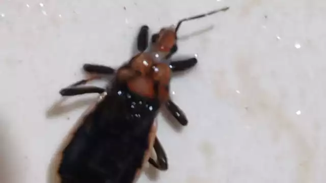 Confirman presencia de chinche besucona en Chetumal; piden tomar precauciones