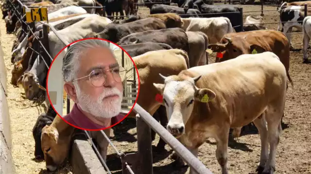 Precio del kilo de carne bovina se mantiene en 72 pesos en Campeche pese a plaga